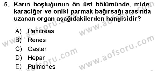 Temel Veteriner Anatomi Dersi 2024 - 2025 Yılı Yaz Okulu Sınav Soruları 5. Soru