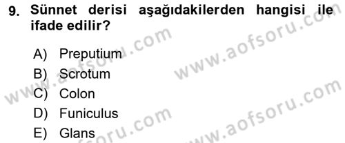 Temel Veteriner Anatomi Dersi 2024 - 2025 Yılı Yaz Okulu Sınav Soruları 9. Soru