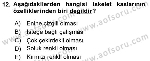 Temel Veteriner Anatomi Dersi 2025 - 2026 Yılı (Vize) Ara Sınav Soruları 12. Soru