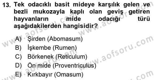 Temel Veteriner Anatomi Dersi 2025 - 2026 Yılı (Vize) Ara Sınav Soruları 13. Soru