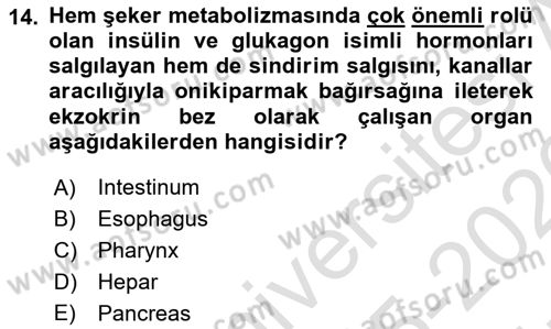 Temel Veteriner Anatomi Dersi 2025 - 2026 Yılı (Vize) Ara Sınav Soruları 14. Soru