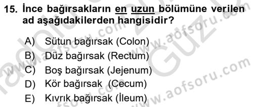 Temel Veteriner Anatomi Dersi 2025 - 2026 Yılı (Vize) Ara Sınav Soruları 15. Soru