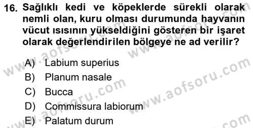 Temel Veteriner Anatomi Dersi 2025 - 2026 Yılı (Vize) Ara Sınav Soruları 16. Soru