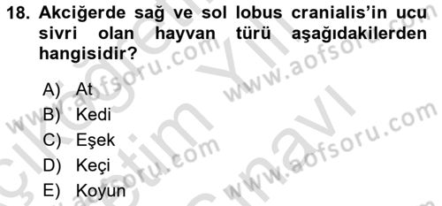 Temel Veteriner Anatomi Dersi 2025 - 2026 Yılı (Vize) Ara Sınav Soruları 18. Soru