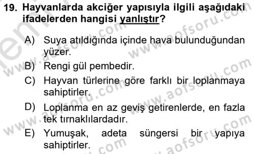 Temel Veteriner Anatomi Dersi 2025 - 2026 Yılı (Vize) Ara Sınav Soruları 19. Soru