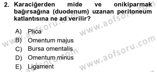 Temel Veteriner Anatomi Dersi 2025 - 2026 Yılı (Vize) Ara Sınav Soruları 2. Soru