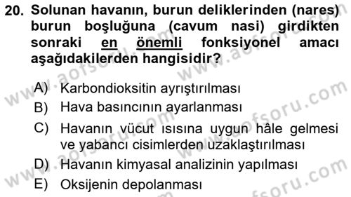 Temel Veteriner Anatomi Dersi 2025 - 2026 Yılı (Vize) Ara Sınav Soruları 20. Soru