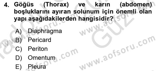 Temel Veteriner Anatomi Dersi 2025 - 2026 Yılı (Vize) Ara Sınav Soruları 4. Soru