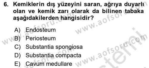 Temel Veteriner Anatomi Dersi 2025 - 2026 Yılı (Vize) Ara Sınav Soruları 6. Soru