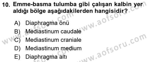 Temel Veteriner Anatomi Dersi 2025 - 2026 Yılı (Final) Dönem Sonu Sınav Soruları 10. Soru