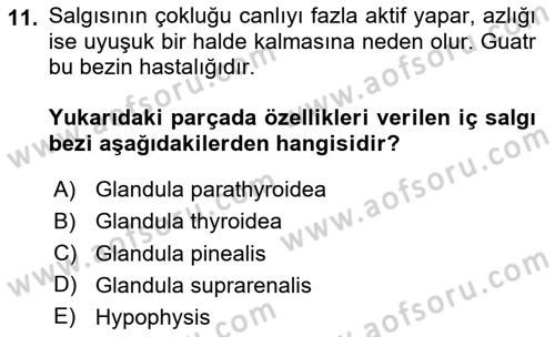 Temel Veteriner Anatomi Dersi 2025 - 2026 Yılı (Final) Dönem Sonu Sınav Soruları 11. Soru