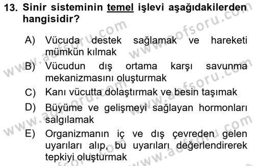 Temel Veteriner Anatomi Dersi 2025 - 2026 Yılı (Final) Dönem Sonu Sınav Soruları 13. Soru