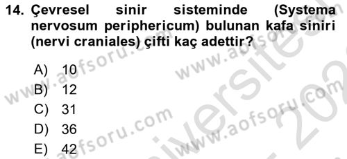 Temel Veteriner Anatomi Dersi 2025 - 2026 Yılı (Final) Dönem Sonu Sınav Soruları 14. Soru