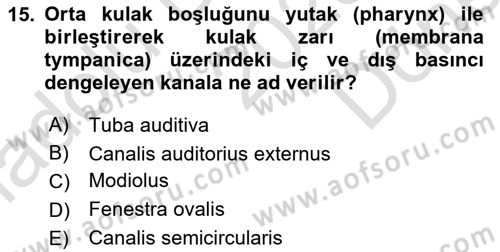Temel Veteriner Anatomi Dersi 2025 - 2026 Yılı (Final) Dönem Sonu Sınav Soruları 15. Soru
