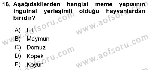 Temel Veteriner Anatomi Dersi 2025 - 2026 Yılı (Final) Dönem Sonu Sınav Soruları 16. Soru