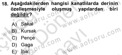 Temel Veteriner Anatomi Dersi 2025 - 2026 Yılı (Final) Dönem Sonu Sınav Soruları 18. Soru