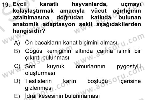 Temel Veteriner Anatomi Dersi 2025 - 2026 Yılı (Final) Dönem Sonu Sınav Soruları 19. Soru