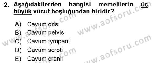 Temel Veteriner Anatomi Dersi 2025 - 2026 Yılı (Final) Dönem Sonu Sınav Soruları 2. Soru
