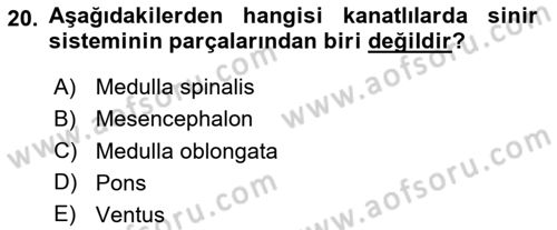 Temel Veteriner Anatomi Dersi 2025 - 2026 Yılı (Final) Dönem Sonu Sınav Soruları 20. Soru