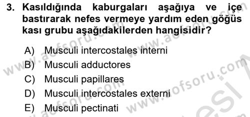 Temel Veteriner Anatomi Dersi 2025 - 2026 Yılı (Final) Dönem Sonu Sınav Soruları 3. Soru