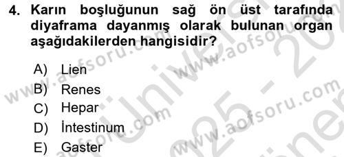 Temel Veteriner Anatomi Dersi 2025 - 2026 Yılı (Final) Dönem Sonu Sınav Soruları 4. Soru