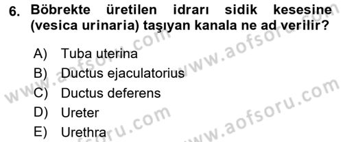 Temel Veteriner Anatomi Dersi 2025 - 2026 Yılı (Final) Dönem Sonu Sınav Soruları 6. Soru