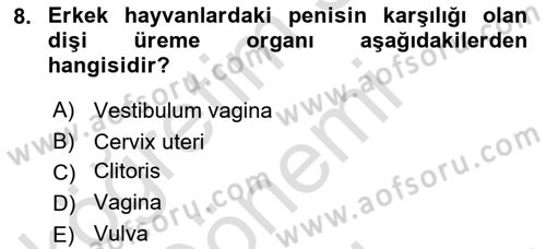 Temel Veteriner Anatomi Dersi 2025 - 2026 Yılı (Final) Dönem Sonu Sınav Soruları 8. Soru
