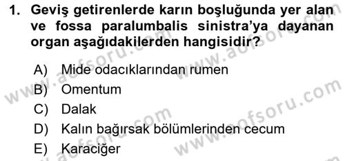 Temel Veteriner Anatomi Dersi 2025 - 2026 Yılı Yaz Okulu Sınav Soruları 1. Soru