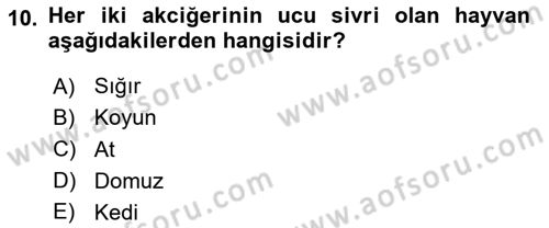 Temel Veteriner Anatomi Dersi 2025 - 2026 Yılı Yaz Okulu Sınav Soruları 10. Soru