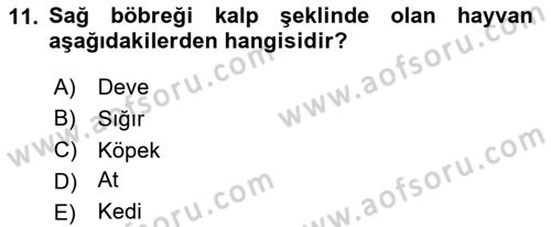 Temel Veteriner Anatomi Dersi 2025 - 2026 Yılı Yaz Okulu Sınav Soruları 11. Soru