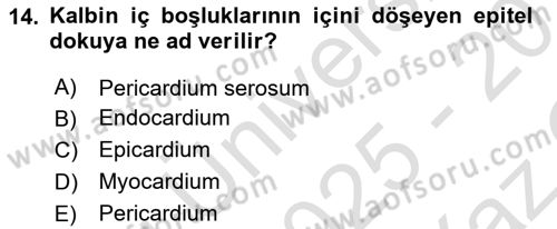 Temel Veteriner Anatomi Dersi 2025 - 2026 Yılı Yaz Okulu Sınav Soruları 14. Soru
