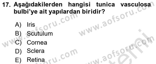 Temel Veteriner Anatomi Dersi 2025 - 2026 Yılı Yaz Okulu Sınav Soruları 17. Soru