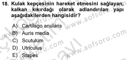 Temel Veteriner Anatomi Dersi 2025 - 2026 Yılı Yaz Okulu Sınav Soruları 18. Soru