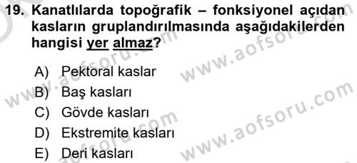 Temel Veteriner Anatomi Dersi 2025 - 2026 Yılı Yaz Okulu Sınav Soruları 19. Soru