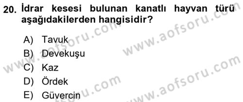 Temel Veteriner Anatomi Dersi 2025 - 2026 Yılı Yaz Okulu Sınav Soruları 20. Soru