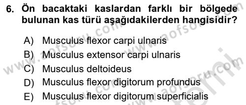 Temel Veteriner Anatomi Dersi 2025 - 2026 Yılı Yaz Okulu Sınav Soruları 6. Soru