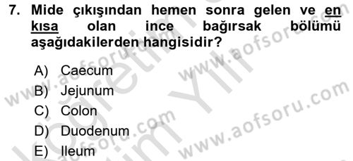 Temel Veteriner Anatomi Dersi 2025 - 2026 Yılı Yaz Okulu Sınav Soruları 7. Soru