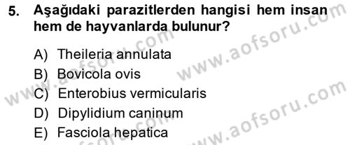 Temel Veteriner Parazitoloji Dersi 2014 - 2015 Yılı (Vize) Ara Sınavı 5. Soru