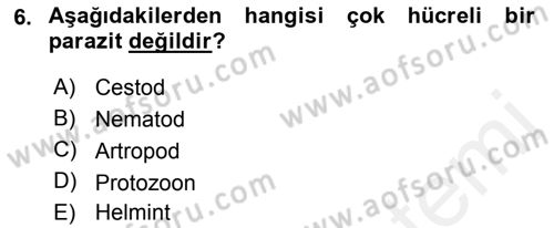 Temel Veteriner Parazitoloji Dersi 2015 - 2016 Yılı (Vize) Ara Sınav Soruları 6. Soru