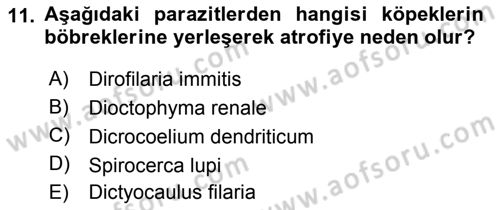 Temel Veteriner Parazitoloji Dersi 2015 - 2016 Yılı (Final) Dönem Sonu Sınav Soruları 11. Soru