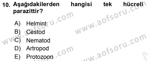 Temel Veteriner Parazitoloji Dersi 2018 - 2019 Yılı (Vize) Ara Sınav Soruları 10. Soru
