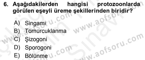 Temel Veteriner Parazitoloji Dersi 2018 - 2019 Yılı (Vize) Ara Sınav Soruları 6. Soru