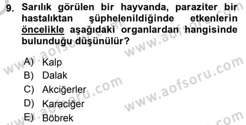 Temel Veteriner Parazitoloji Dersi 2018 - 2019 Yılı Yaz Okulu Sınav Soruları 9. Soru