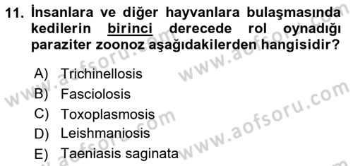 Temel Veteriner Parazitoloji Dersi 2021 - 2022 Yılı (Vize) Ara Sınav Soruları 11. Soru
