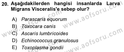Temel Veteriner Parazitoloji Dersi 2023 - 2024 Yılı (Vize) Ara Sınav Soruları 20. Soru