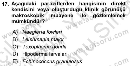 Temel Veteriner Parazitoloji Dersi 2024 - 2025 Yılı (Final) Dönem Sonu Sınav Soruları 17. Soru