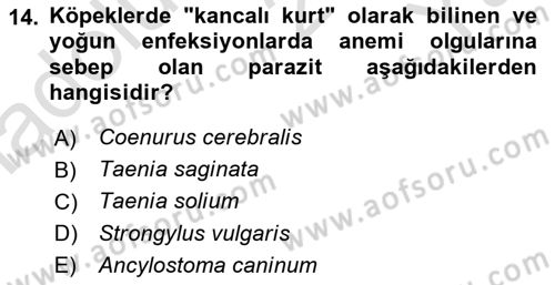 Temel Veteriner Parazitoloji Dersi 2024 - 2025 Yılı Yaz Okulu Sınav Soruları 14. Soru