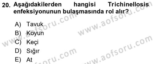 Temel Veteriner Parazitoloji Dersi 2025 - 2026 Yılı (Vize) Ara Sınav Soruları 20. Soru