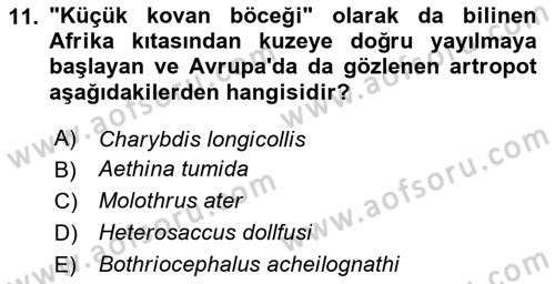Temel Veteriner Parazitoloji Dersi 2025 - 2026 Yılı (Final) Dönem Sonu Sınav Soruları 11. Soru