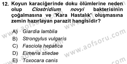 Temel Veteriner Parazitoloji Dersi 2025 - 2026 Yılı (Final) Dönem Sonu Sınav Soruları 12. Soru
